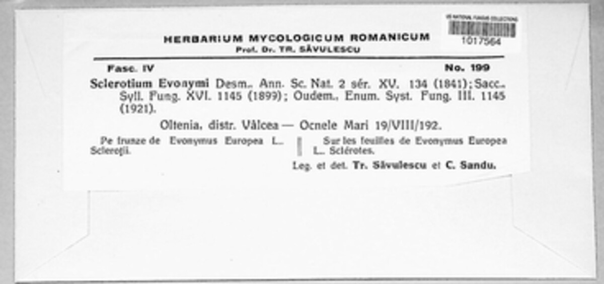 Sclerotium euonymi image